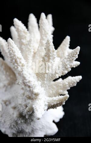 Ramo di corallo secco su sfondo nero Foto Stock