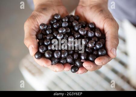 Coltivatore a mano che tiene frutta fresca di bacca di acai in una fattoria nella foresta amazzonica. Concetto di cibo, ecologia, ambiente, biodiversità, agricoltura. Foto Stock