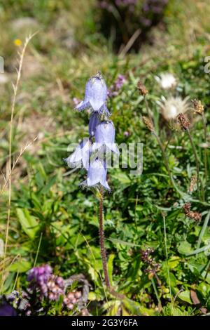 Il fiore all'occhiello (Campanula barbata) sul Fürenalp, Stäuber, Engelberg, Svizzera Foto Stock