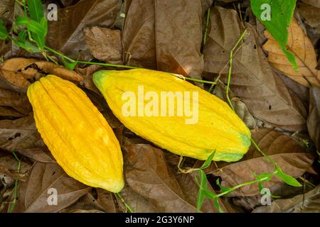 Primo piano di frutta fresca di cacao per la produzione di cioccolato nella foresta pluviale amazzonica. Cibo, ecologia, ambiente, biodiversità, agricoltura. Foto Stock