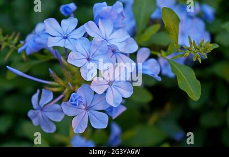 Fiori di piombo del capo nel giardino (Plumbago auriculata) Foto Stock