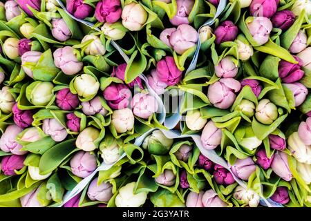 Vista dall'alto di un assortimento di tulipani colorati in un negozio di fiori Foto Stock