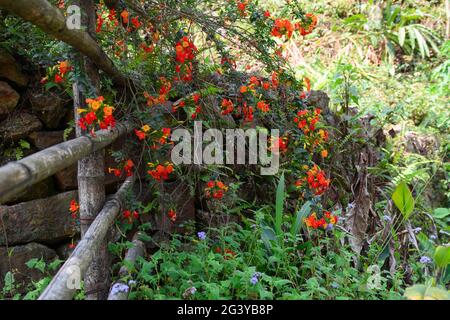 Strada lato bambù e recinzione in pietra con fiore arancione fiorito e felci. Foto Stock