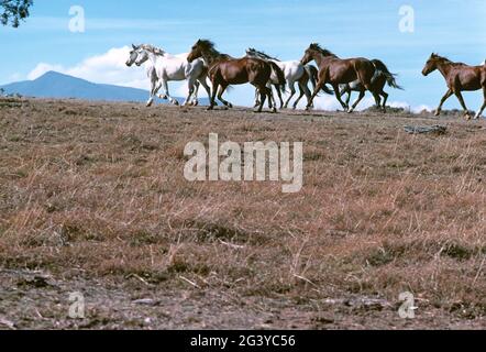 Australia. Victoria. Parco nazionale di Snowy River. Allevamento di cavalli selvaggi su cresta. Foto Stock