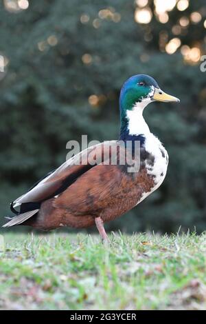 Foto di un'anatra all'aperto nel parco Foto Stock