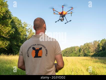 Magdeburgo, Germania. 17 Giugno 2021. Wilko Florstedt dell'associazione Wildtierretter Sachsen-Anhalt lancia il suo drone nella riserva naturale di Kreuzhorst. Il drone è dotato di una termocamera, con l'aiuto della quale vengono tracciati i fawn. In questo modo, si impedisce loro di rimanere impigliati nel rasaerba di grandi macchine agricole. Secondo l'associazione Wildtierretter Sachsen-Anhalt e.V., 200 fawns sono già stati salvati quest'anno dalla morte durante il taglio dell'erba. Credit: Stefano Nosini/dpa-Zentralbild/ZB/dpa/Alamy Live News Foto Stock