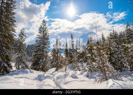 Paesaggio invernale soleggiato nella natura: Sentiero, alberi innevati, sole e cielo blu Foto Stock