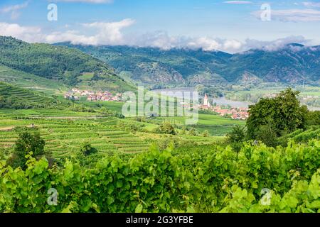 Vigneti nei pressi di Weißenkirchen nel Wachau, bassa Austria, Austria Foto Stock