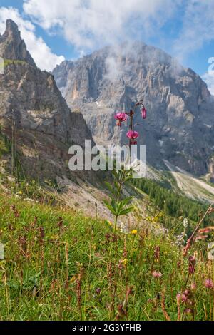 Bel fiore di giglio su un prato nella dolomite Foto Stock