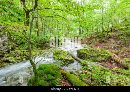 Gosaubach tra Hinterem Gosausee e Gosaulacke nel Salzkammergut, Austria superiore Foto Stock