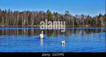 Pfrunger Ried, brughiera nell'alta Svevia, vicino a Wilhelmsdorf, Germania meridionale, Foto Stock