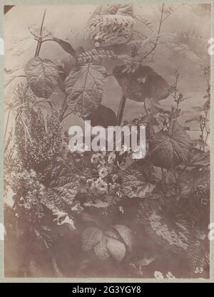 Studio dei fiori. Parte di nastro collettivo con foto di studi floreali. Foto Stock