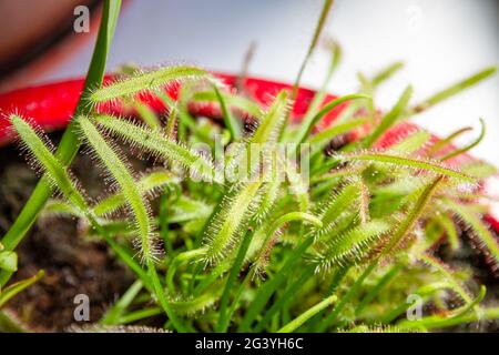 Sundews, vista ravvicinata della pianta carnivora di Drosera capensis Foto Stock