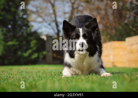 Nero e bianco bordo Collie Dog Bow giù in Sunny Garden. Carino animale domestico allena l'obbedienza fuori. Foto Stock