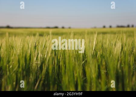 Barley verde in crescita nella natura ceca. Campo di Hordeum vulgare. Orzo è un membro della famiglia Grass e un grano cereale importante. Foto Stock