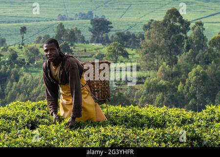 L'uomo con paniere raccoglie le foglie di tè nella piantagione di tè, vicino a Gisakura, Provincia Occidentale, Ruanda, Africa Foto Stock