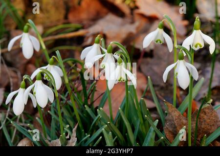 Snowdrops in giardino Foto Stock