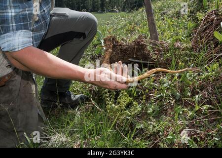 Enzianstechen al Priesberghütte, Berchtesgadener Land, alta Baviera, Baviera, Germania Foto Stock