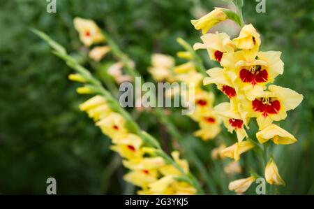 Bel fiore di gladiolo rosso e giallo in giardino Foto Stock