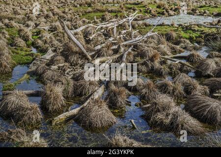 Albero rimane nella palude Foto Stock
