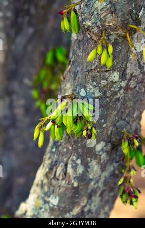 Sottaceti che crescono su un albero a Viñales, Cuba Foto Stock