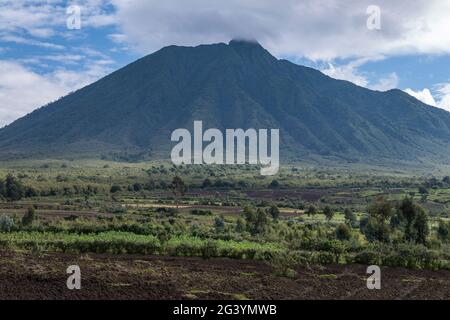 Terreno fertile con campi di patate e vulcano, Parco Nazionale Vulcani, Provincia del Nord, Ruanda, Africa Foto Stock