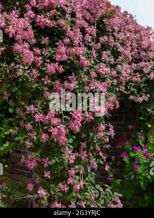 Clematis Montana "Broughton Star" in fiore. La pianta sta arrampicandosi su una struttura di legno nel giardino comunitario di Hall Cliffe, Baildon, Yorkshire, Inghilterra. Foto Stock