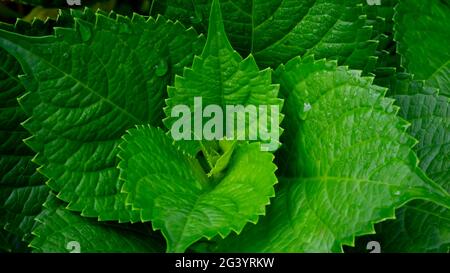 Le foglie indonesiane di Hydrangea Serrata sono belle di colore verde chiaro nel giardino fiorito Foto Stock