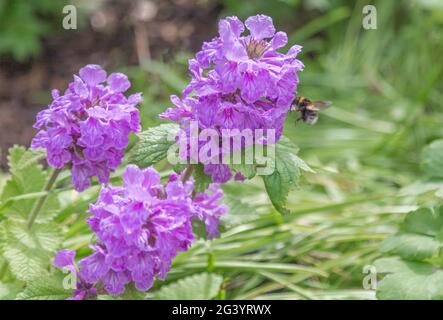 Un'ape bumble che vola verso i fiori viola Phlox. Foto Stock