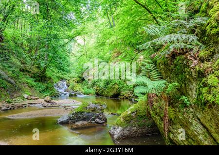 Wildbach nell'alta Mühlviertel, Austria Foto Stock