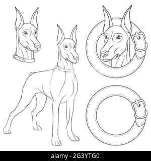 Set di illustrazioni con un Doberman in un collare. Oggetti vettoriali isolati in bianco e nero su sfondo bianco. Illustrazione Vettoriale