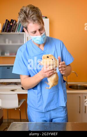 Veterinario che esamina cavia presso l'ufficio veterinario Foto Stock