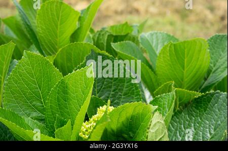 Le foglie indonesiane di Hydrangea Serrata sono belle di colore verde chiaro nel giardino fiorito Foto Stock