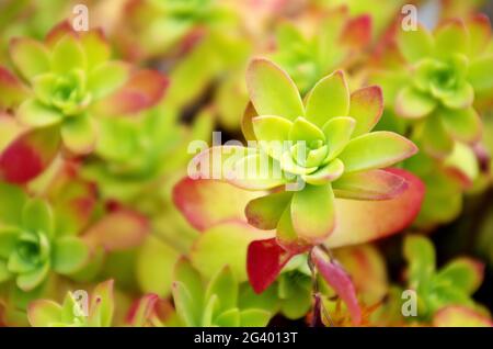 Echeveria elegans la palla di neve messicana. Bel Succulent con rosette strette. Piante colorate di Echeveria. Concetto botanico. Foto Stock