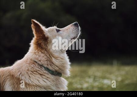 Mesto ritratto bianco di Pastore svizzero in primo piano su sfondo verde sfocato. Affascinante cane non purebred guarda avanti con attenzione con la sua la Foto Stock