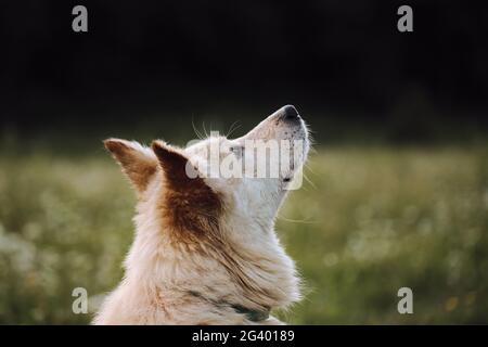 Mesto ritratto bianco di Pastore svizzero in primo piano su sfondo verde sfocato. Affascinante cane non purebred guarda avanti con attenzione con la sua la Foto Stock