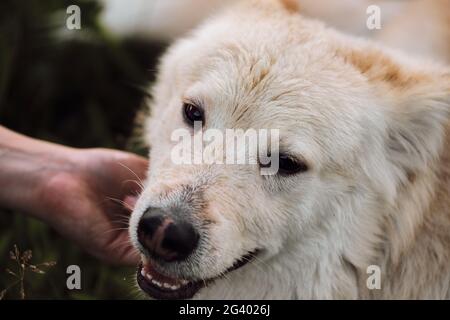 Colpi umani cane con una mano e sorride largo bocca con piacere. Mestizo bianco ritratto del pastore svizzero primo piano su sfondo verde. Prendi l'auto Foto Stock