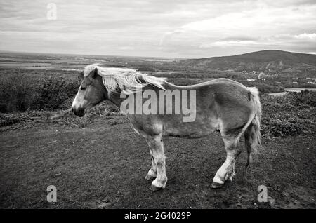 Cavallo selvatico con vista sulla natura e sul paesaggio in fotografia in bianco e nero. Konik, Tarpan Eurasian. Fotografia in bianco e nero con cavallo selvatico. Foto Stock