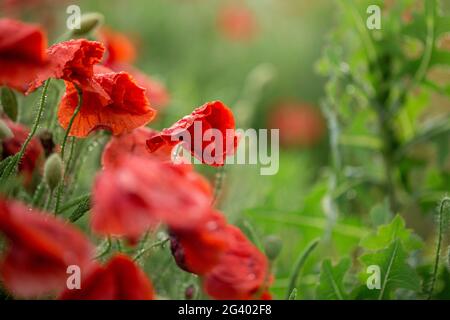 Primo piano di un fiore di papavero. Paesaggio estivo con fiori rossi. Bellissime gemme di papaveri. Prato con fiori di papavero su una schiena sfocata Foto Stock