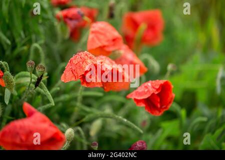 Primo piano di un fiore di papavero. Paesaggio estivo con fiori rossi. Bellissime gemme di papaveri. Prato con fiori di papavero su una schiena sfocata Foto Stock