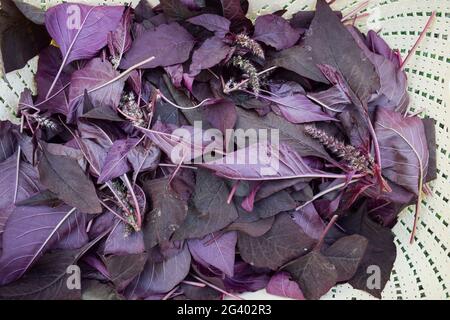 Cestino di verdure a foglia di spinaci rossi biologici. Raccolto a mano cresciuto in India Asia. Foto Stock