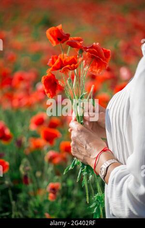 Bouquet di papaveri rossi nelle mani di un uomo. Diversi steli di piante di papavero in palme. Grande campo con bellissimi papaveri rossi. Foto Stock