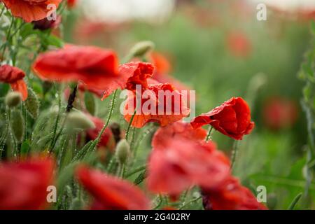 Primo piano di un fiore di papavero. Paesaggio estivo con fiori rossi. Bellissime gemme di papaveri. Prato con fiori di papavero su una schiena sfocata Foto Stock