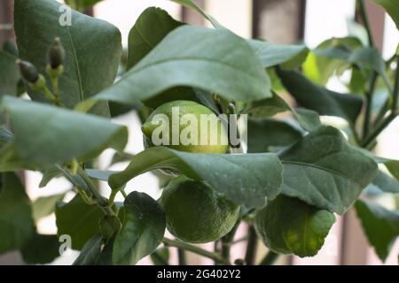 Pianta con limoni verdi in maturazione Foto Stock