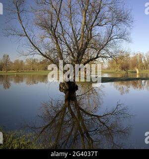 Alluvione nel paesaggio alluvionale Urdenbacher Kaempe, riserva naturale, Duesseldorf, Germania, Europa Foto Stock