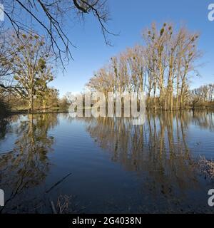 Alluvione nel paesaggio alluvionale Urdenbacher Kaempe, riserva naturale, Duesseldorf, Germania, Europa Foto Stock
