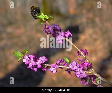 Bumblebee seduto su un daphne (fiore di garland) Foto Stock