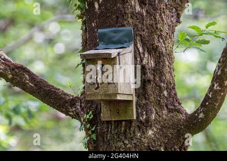 Female Pied Flycatcher, Ficidula hypoleuca, in una scatola di nidificazione in Yarner Wood, Dartmoor, Devon, Regno Unito Foto Stock