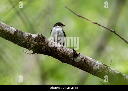 Flycatcher, Ficidula hypoleuca, Yarner Wood, Dartmoor, Devon, REGNO UNITO Foto Stock