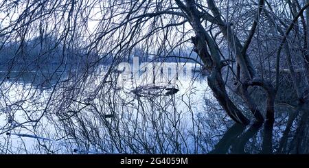 Paesaggio alluvionale all'alba, Bislicher Insel riserva naturale, Xanten, basso Reno, Germania, Europa Foto Stock